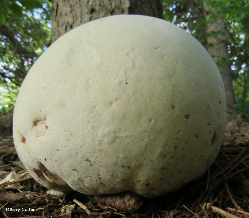 Giant puffball  (Calvatia gigantea)