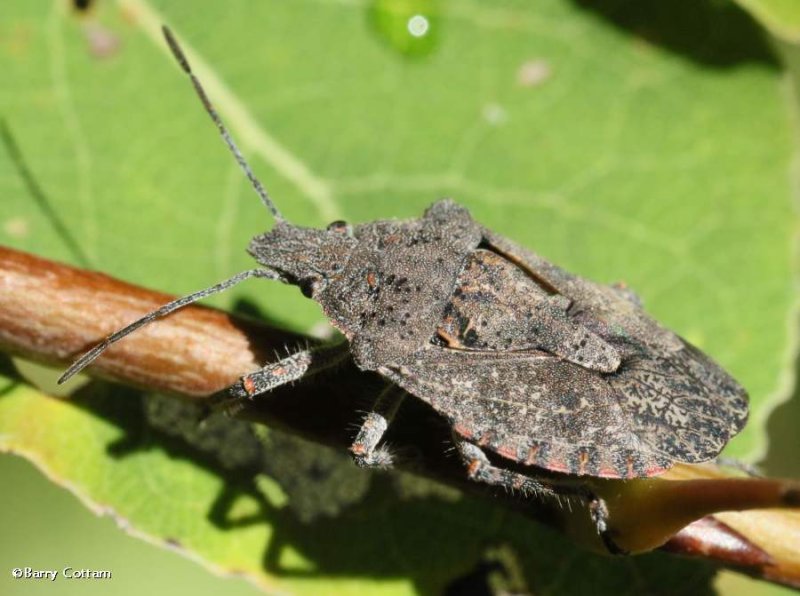 Stinkbug (Brochymena)