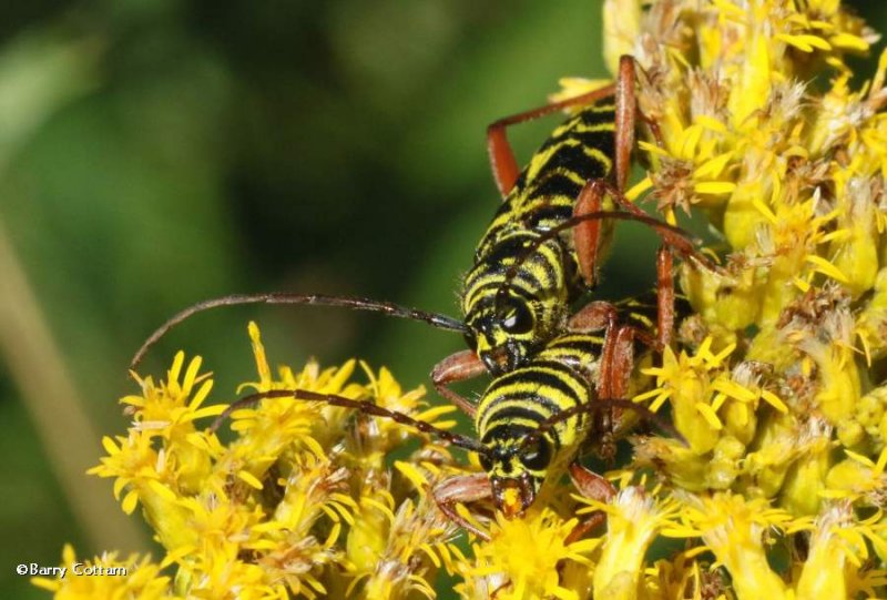 Locust borers  (Megacyllene robiniae)