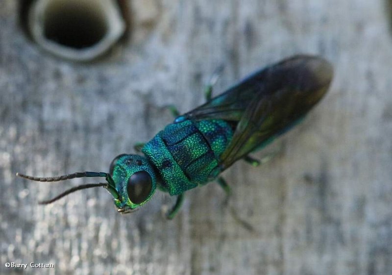 Cuckoo wasp (Chrysis sp)