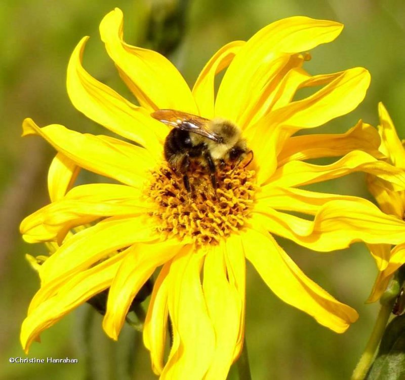 Bumble bee (Bombus) on sunflower