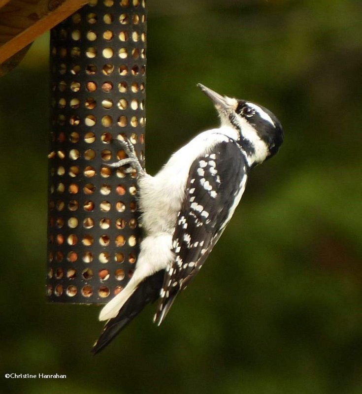 Hairy woodpecker