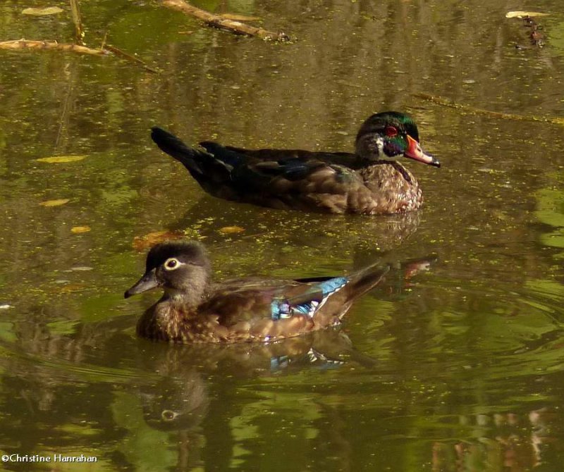 Wood ducks