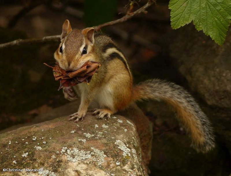 Chipmunk gathering material for his den