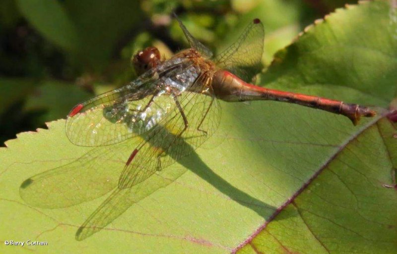 Autumn meadowhawk  (Sympetrum vicinum)