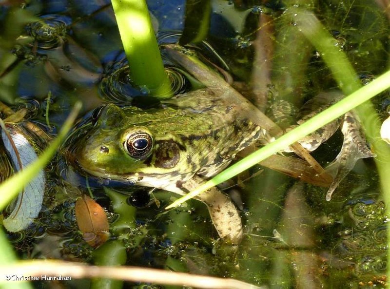 Green frog  (Lithobates clamitans)