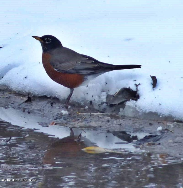 American robin