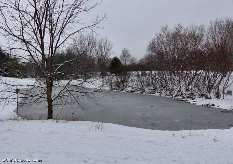 Amphibian pond