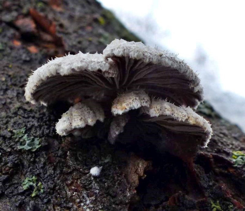 Fungus (Schizophyllum commune)