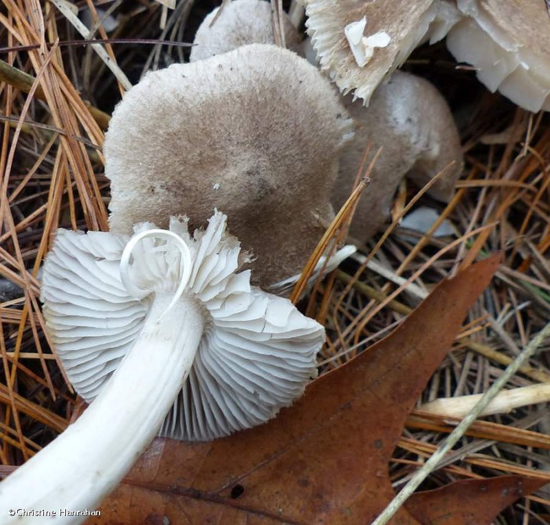 Mushroom feast