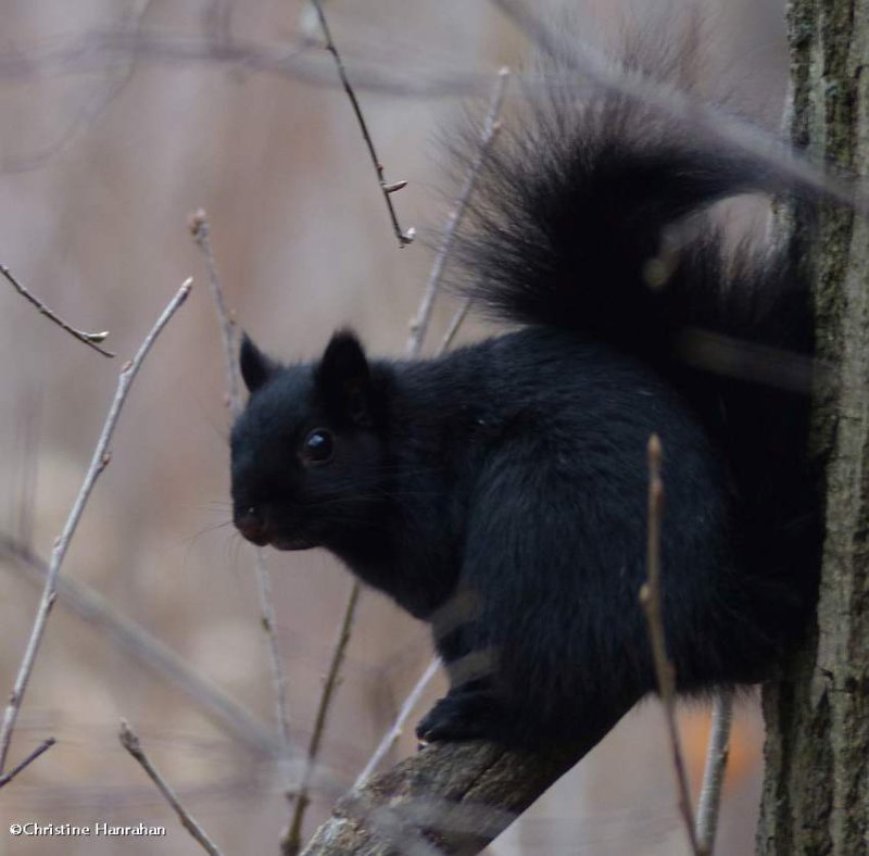 Grey squirrel, black phase