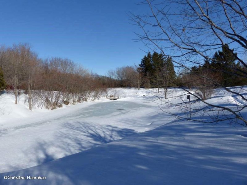 The pond in winter