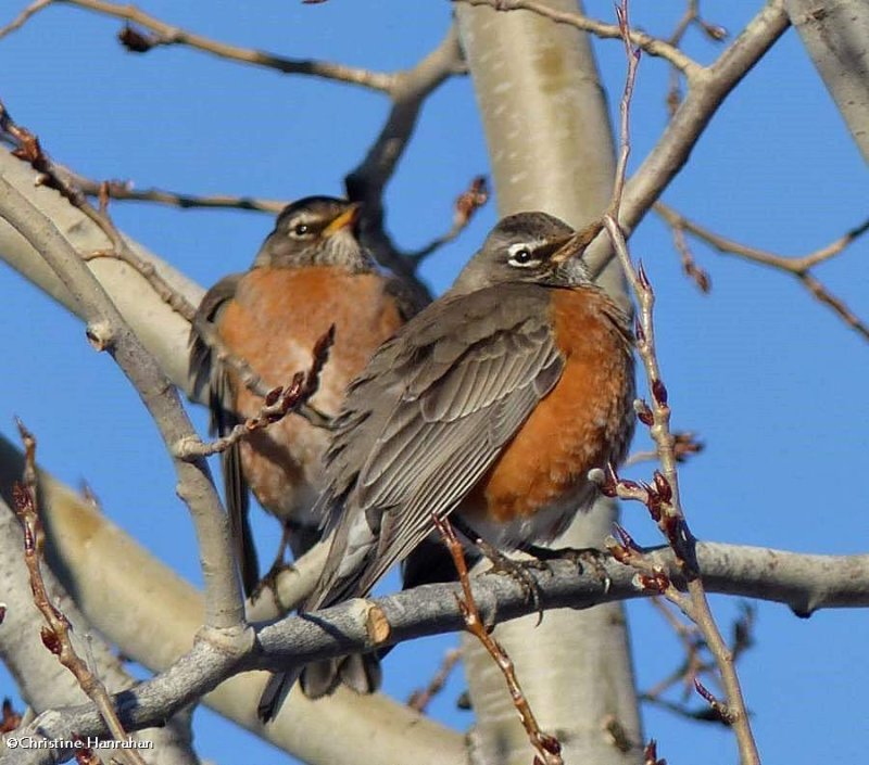 American robins