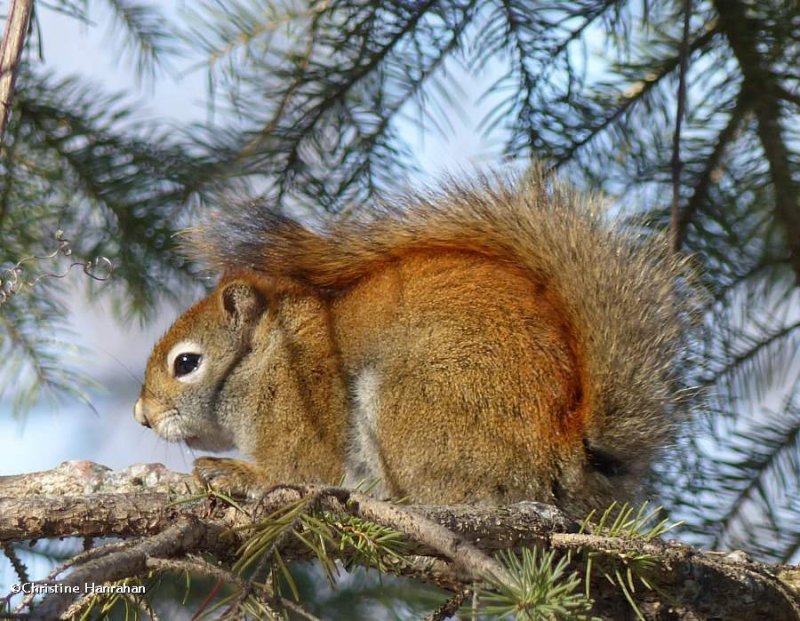 Red squirrel  (Tamiasciurus hudsonicus)