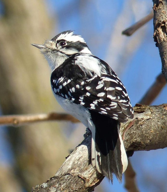 Downy woodpecker, female