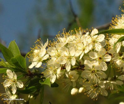 wild plum (Prunus)