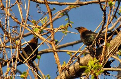 Brown-headed cowbirds, male