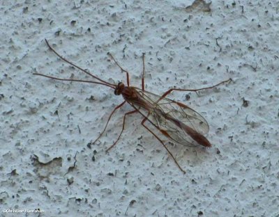 Ichneumonid wasp (Ophion sp.), female