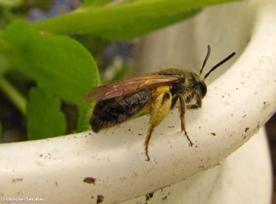 Andrenid bee (<em>Andrena</em> sp.)