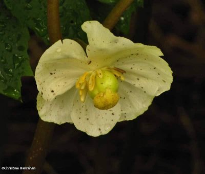 Mayapple flower (Podophyllum peltatum)