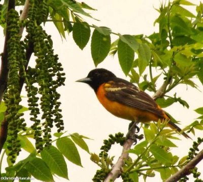 Baltimore oriole, male, in walnut tree