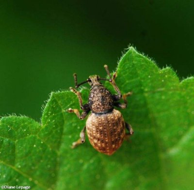 Broad-nosed weevil (Otiorhynchus raucus)