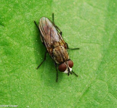 Root-maggot fly (family: Anthomyiidae)