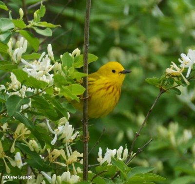 Yellow warbler