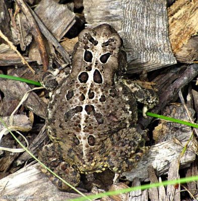 American Toad (Bufo americanus)