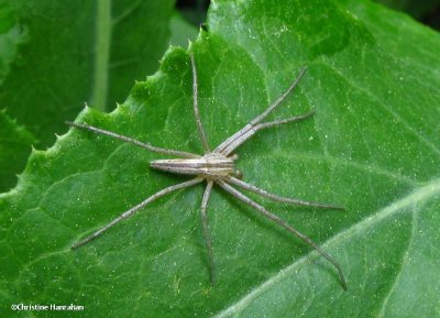 Oblong running crab spider (<em>Tibellus oblongus</em>)