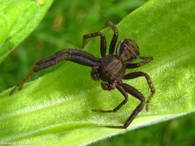 Crab spider (<em>Xysticus</em> sp.)