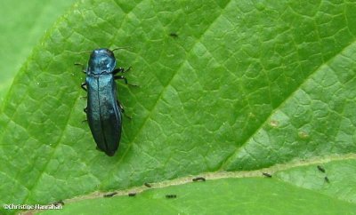 Buprestid beetle (agrilus cyanescens)