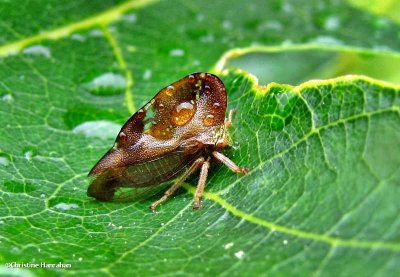 Camel treehopper (Smilia camelus)