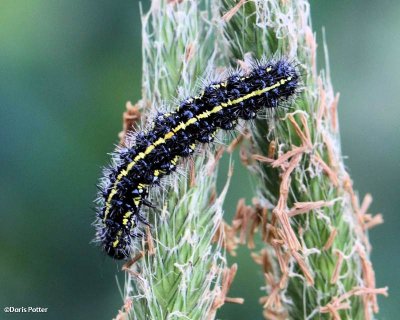 Confused haploa caterpillar (Haploa confusa), #8112