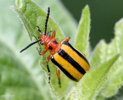 Three-lined potato beetle (Lema daturaphila)