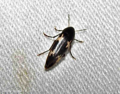 False darkling beetle (Dircaea liturata)