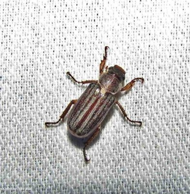 Scarab beetle (Dichelonyx sp.)