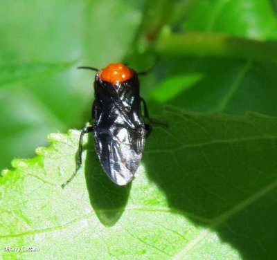 Birch sawfly (Arge pectoralis)