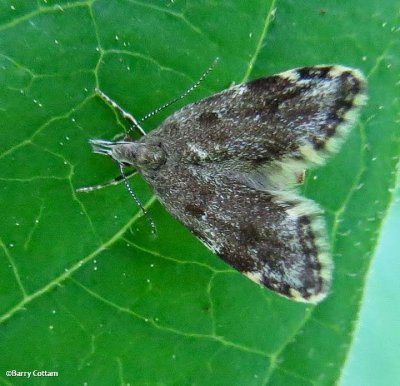 Concealer Moth  (Eido trimaculella), #1068