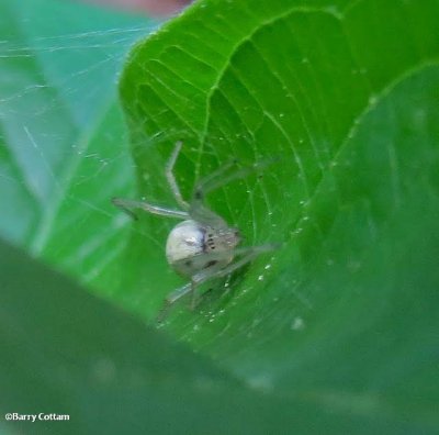 Spider, probably a cobweb spider
