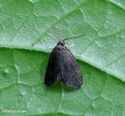 Nigrita Bagworm moth (Cryptothelea nigrita), 0441