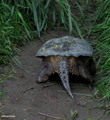 Snapping turtle