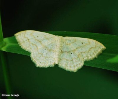 Soft-Lined Wave (Scopula inductata), 7169 or Large lace border?