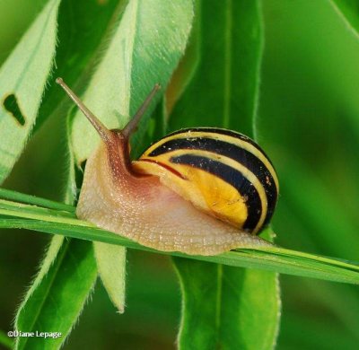 Grove snail (Cepaea nemoralis)