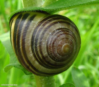 Grove snail (Cepaea nemoralis)