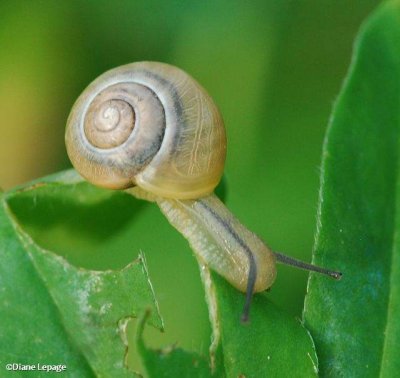 Snail  (Helicidae family)
