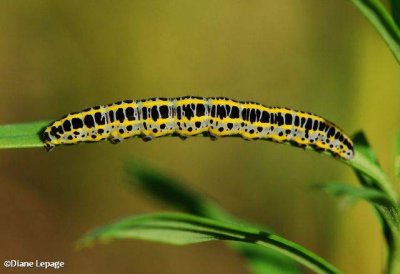 Toadflax Brocade caterpillar (Calophasia lunula), #10177