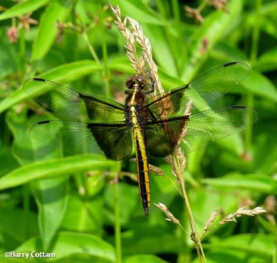 Widow Skimmer (Libellula luctuosa), female