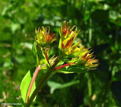 Common St. john's-wort (Hypericum perforatum)