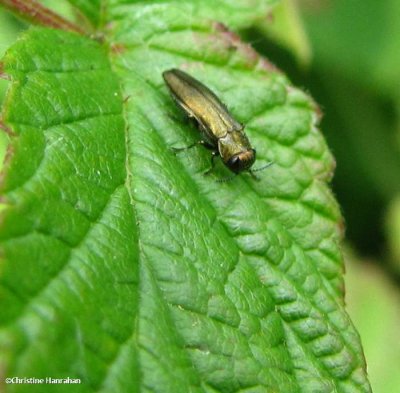 Metallic wood-boring beetle probably Agrilus sp.